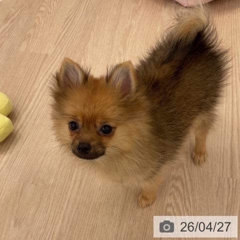 ポメラニアンの写真