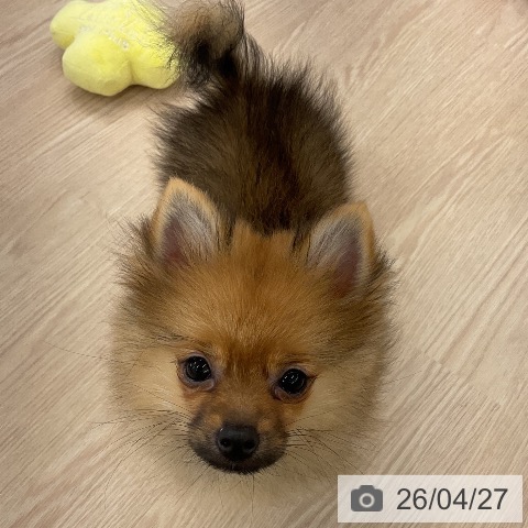 ポメラニアンの写真