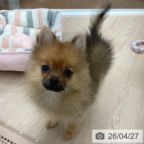 ポメラニアンの写真