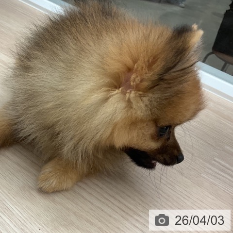 ポメラニアンの写真