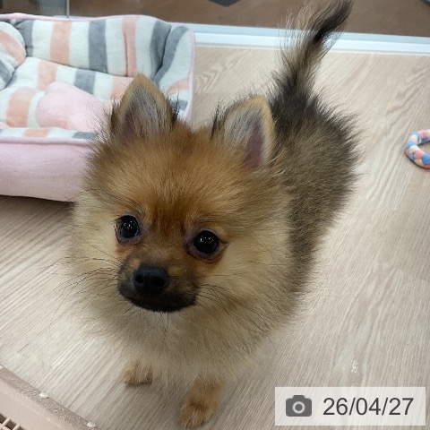 ポメラニアンの写真
