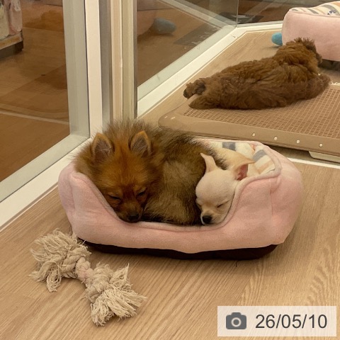 ポメラニアンの写真