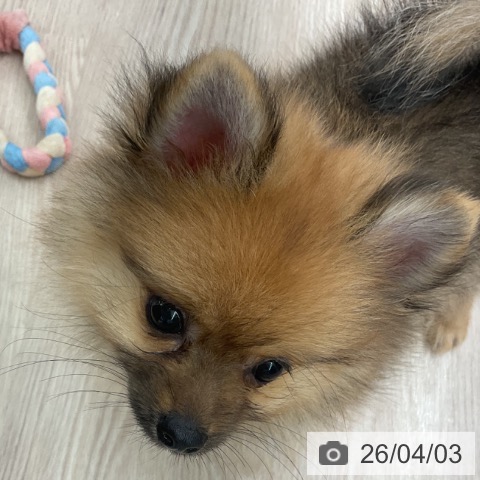 福井県のポメラニアン (ペットプラス 福井店/2026年1月21日生まれ/女の子/オレンジセーブル)の子犬の4枚目の画像