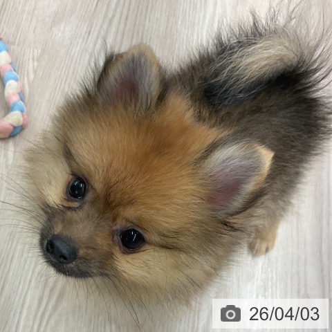 福井県のポメラニアン (ペットプラス 福井店/2026年1月21日生まれ/女の子/オレンジセーブル)の子犬の3枚目の画像