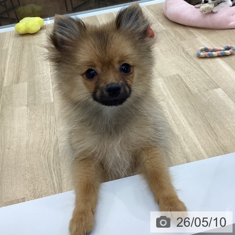 ポメラニアンの写真