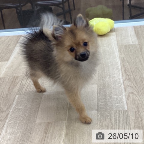 ポメラニアンの写真