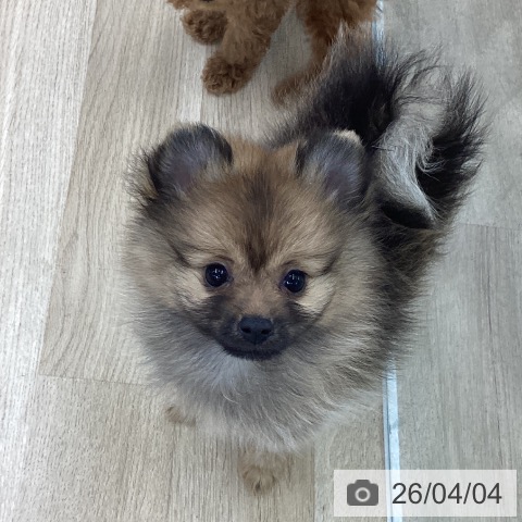 愛知県のポメラニアン (ペットプラス 千音寺店/2026年1月21日生まれ/女の子/オレンジセーブル)の子犬の4枚目の画像