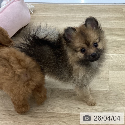 愛知県のポメラニアン (ペットプラス 千音寺店/2026年1月21日生まれ/女の子/オレンジセーブル)の子犬の3枚目の画像