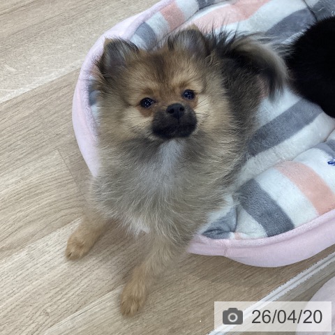 愛知県のポメラニアン (ペットプラス 千音寺店/2026年1月21日生まれ/女の子/オレンジセーブル)の子犬の4枚目の画像