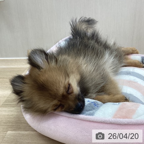 愛知県のポメラニアン (ペットプラス 千音寺店/2026年1月21日生まれ/女の子/オレンジセーブル)の子犬の3枚目の画像