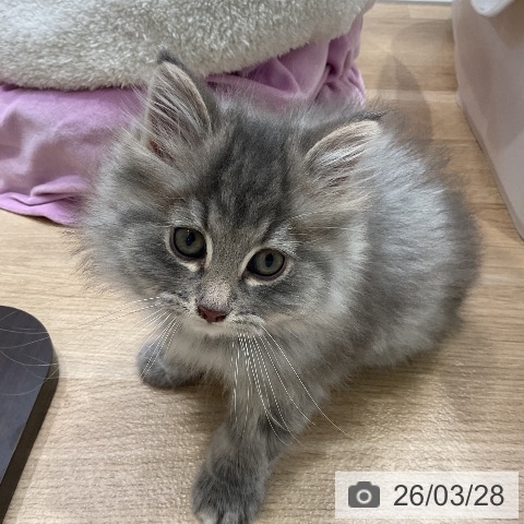 ノルウェージャンフォレストキャットの写真