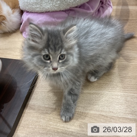 ノルウェージャンフォレストキャットの写真