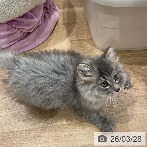 ノルウェージャンフォレストキャットの写真