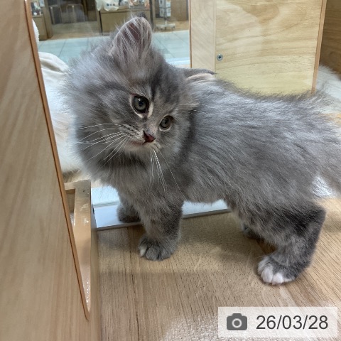 ノルウェージャンフォレストキャットの写真