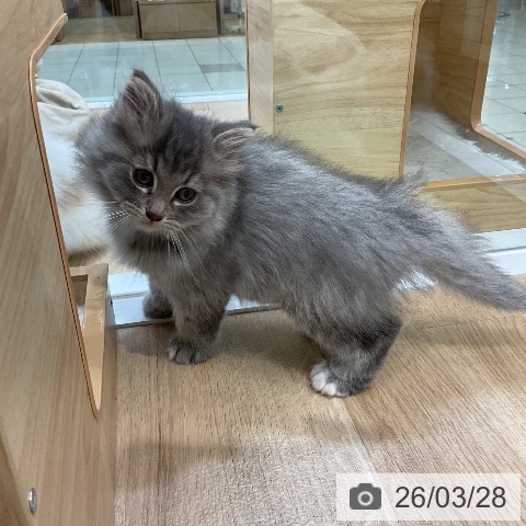 ノルウェージャンフォレストキャットの写真