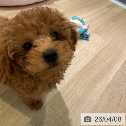 愛知県のトイプードル(トイ) (ペットプラス 岡崎店/2026年1月17日生まれ/男の子/レッド)の子犬の4枚目の画像