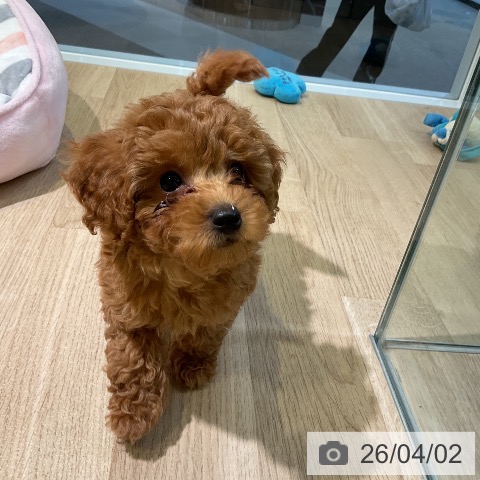 愛知県のトイプードル(トイ) (ペットプラス 岡崎店/2026年1月17日生まれ/男の子/レッド)の子犬の3枚目の画像