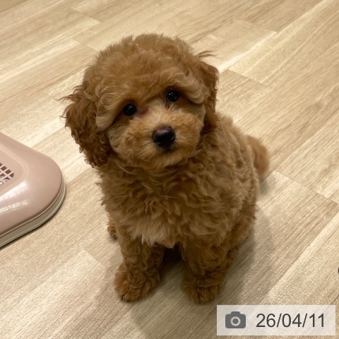 愛知県のトイプードル(トイ) (ペットプラス 則武新町店/2026年1月17日生まれ/女の子/アプリコット)の子犬の4枚目の画像