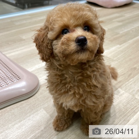 愛知県のトイプードル(トイ) (ペットプラス 則武新町店/2026年1月17日生まれ/女の子/アプリコット)の子犬の3枚目の画像