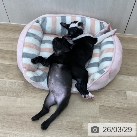 フレンチ・ブルドッグの写真