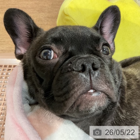 愛知県のフレンチブルドッグ (ペッツワン 東海店/2026年1月19日生まれ/男の子/ブリンドル)の子犬の4枚目の画像