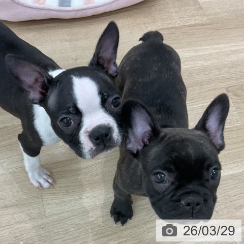 フレンチ・ブルドッグの写真