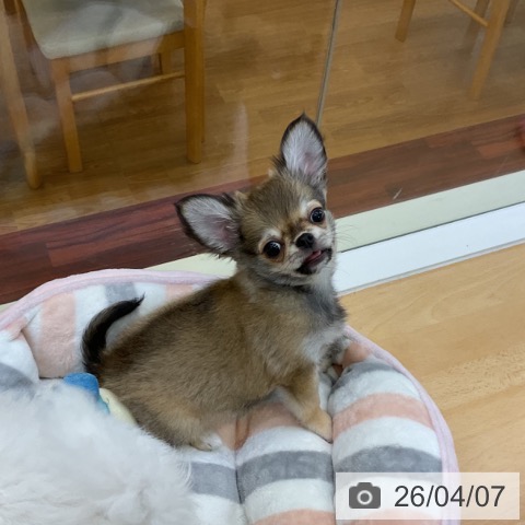 香川県のチワワ(ロング) (ペットプラス 綾川店/2026年1月17日生まれ/男の子/フォーン)の子犬の4枚目の画像