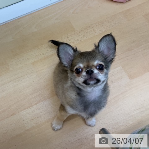 香川県のチワワ(ロング) (ペットプラス 綾川店/2026年1月17日生まれ/男の子/フォーン)の子犬の3枚目の画像