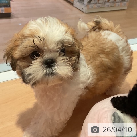 三重県のシーズー (ペッツワン 桑名店/2026年1月20日生まれ/男の子/ゴールドホワイト)の子犬の4枚目の画像