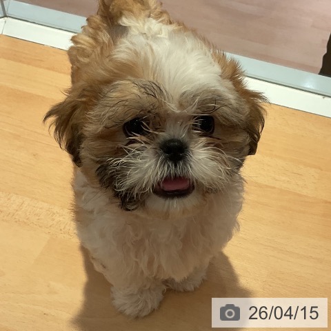 三重県のシーズー (ペッツワン 桑名店/2026年1月20日生まれ/男の子/ゴールドホワイト)の子犬の3枚目の画像