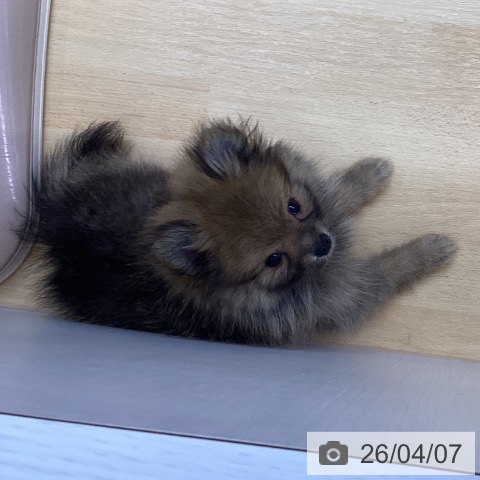 三重県のポメラニアン (ペットプラス 津南店/2026年1月24日生まれ/女の子/オレンジセーブル)の子犬の4枚目の画像