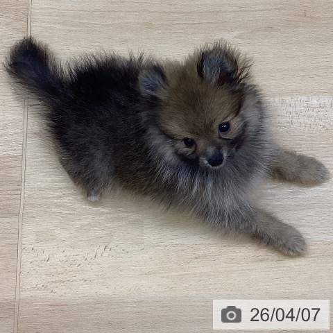 三重県のポメラニアン (ペットプラス 津南店/2026年1月24日生まれ/女の子/オレンジセーブル)の子犬の3枚目の画像