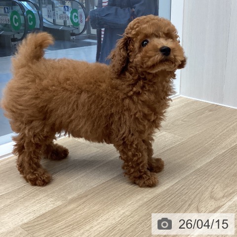 愛媛県のトイプードル(トイ) (ペットプラス 新居浜店/2026年1月23日生まれ/男の子/レッド)の子犬の4枚目の画像