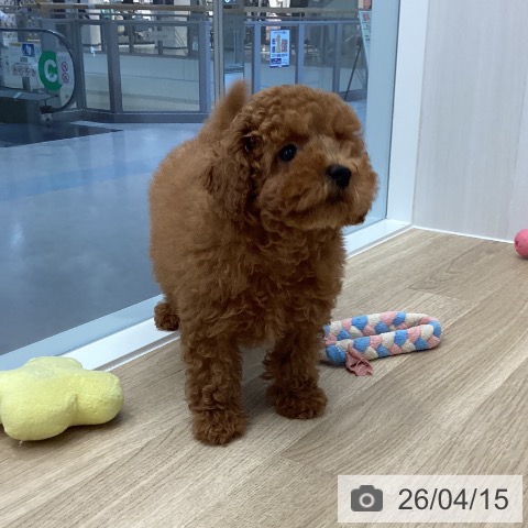 愛媛県のトイプードル(トイ) (ペットプラス 新居浜店/2026年1月23日生まれ/男の子/レッド)の子犬の3枚目の画像
