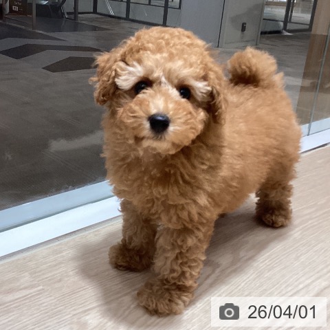 徳島県のトイプードル(トイ) (ペットプラス 徳島店/2026年1月23日生まれ/女の子/アプリコット)の子犬の4枚目の画像