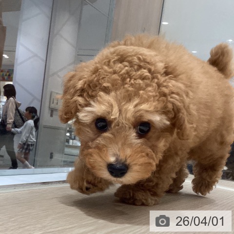 徳島県のトイプードル(トイ) (ペットプラス 徳島店/2026年1月23日生まれ/女の子/アプリコット)の子犬の3枚目の画像