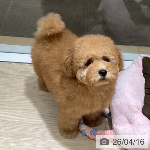 徳島県のトイプードル(トイ) (ペットプラス 徳島店/2026年1月23日生まれ/女の子/アプリコット)の子犬の4枚目の画像