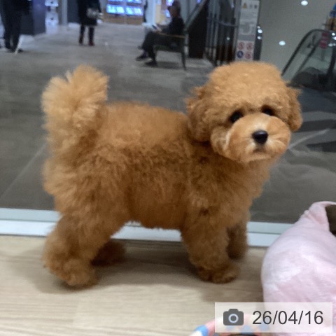 徳島県のトイプードル(トイ) (ペットプラス 徳島店/2026年1月23日生まれ/女の子/アプリコット)の子犬の3枚目の画像