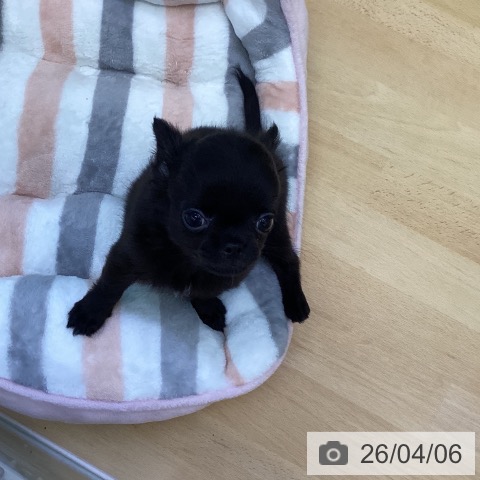 香川県のチワワ(ロング) (ペットプラス 綾川店/2026年1月22日生まれ/男の子/ブラックホワイト)の子犬の4枚目の画像