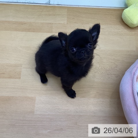 香川県のチワワ(ロング) (ペットプラス 綾川店/2026年1月22日生まれ/男の子/ブラックホワイト)の子犬の3枚目の画像