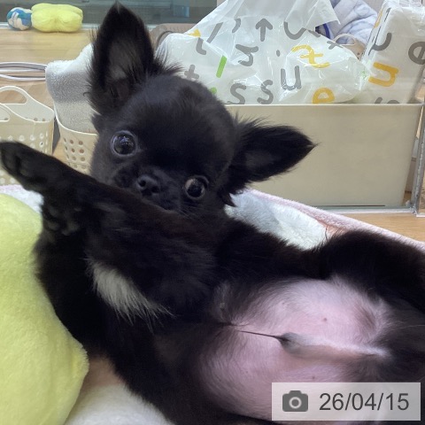 香川県のチワワ(ロング) (ペットプラス 綾川店/2026年1月22日生まれ/男の子/ブラックホワイト)の子犬の4枚目の画像