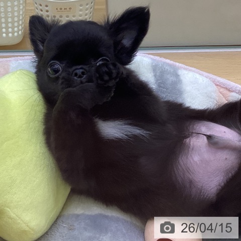 香川県のチワワ(ロング) (ペットプラス 綾川店/2026年1月22日生まれ/男の子/ブラックホワイト)の子犬の3枚目の画像