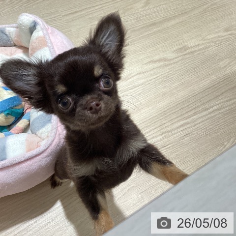 チワワの写真