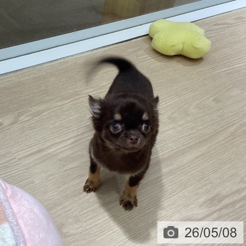 チワワの写真
