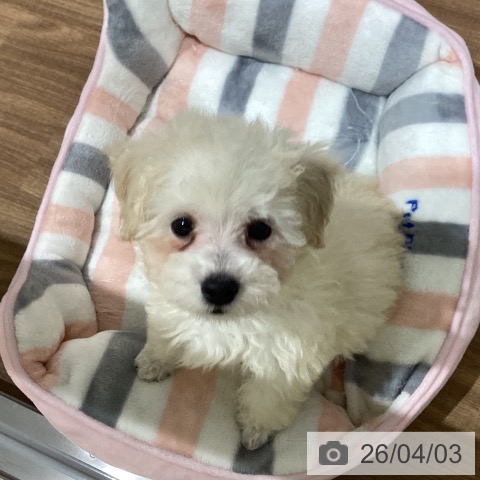 鳥取県のトイプードル(トイ) (ペッツワン 日吉津店/2026年1月25日生まれ/女の子/クリーム)の子犬の4枚目の画像