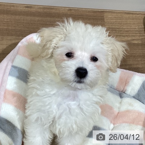 鳥取県のトイプードル(トイ) (ペッツワン 日吉津店/2026年1月25日生まれ/女の子/クリーム)の子犬の4枚目の画像