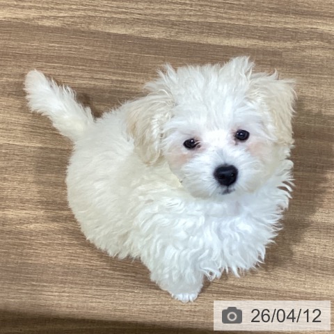 鳥取県のトイプードル(トイ) (ペッツワン 日吉津店/2026年1月25日生まれ/女の子/クリーム)の子犬の3枚目の画像