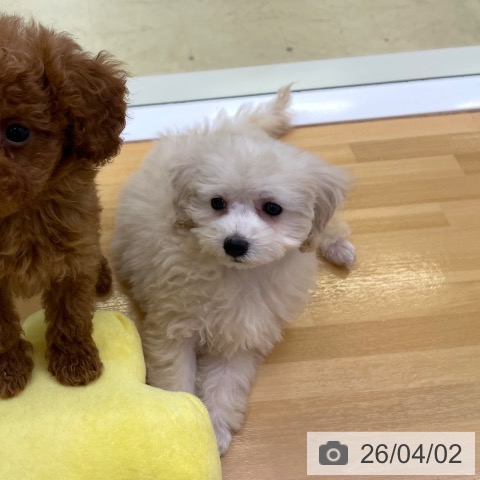 トイ・プードルの写真