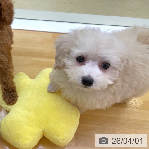 トイ・プードルの写真