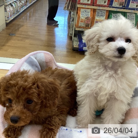 香川県のトイプードル(トイ) (ペットプラス 高松店/2026年1月25日生まれ/女の子/クリーム)の子犬の4枚目の画像